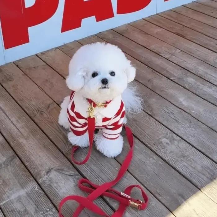 Chemise rayée pour chien style col chemise