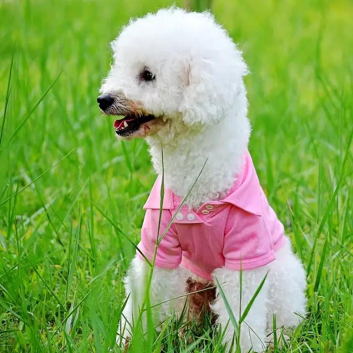 Chemise de luxe pour petits chiens