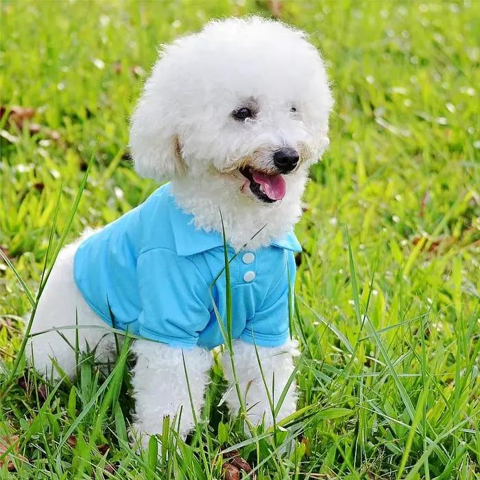 Chemise de luxe pour petits chiens